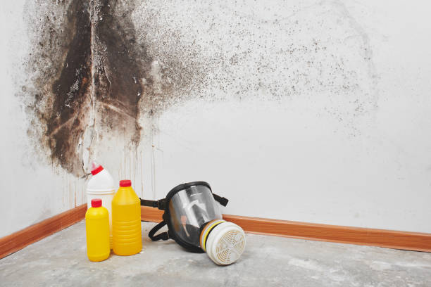 Mold Removal and Inspection in Douglas, WY