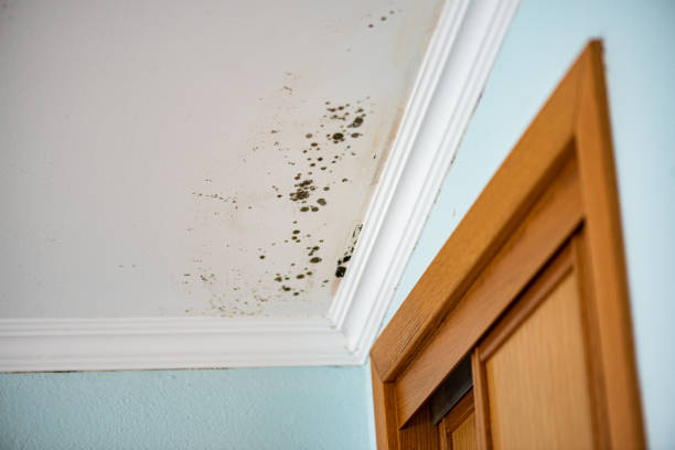 Best Toxic Mold Removal  in Douglas, WY