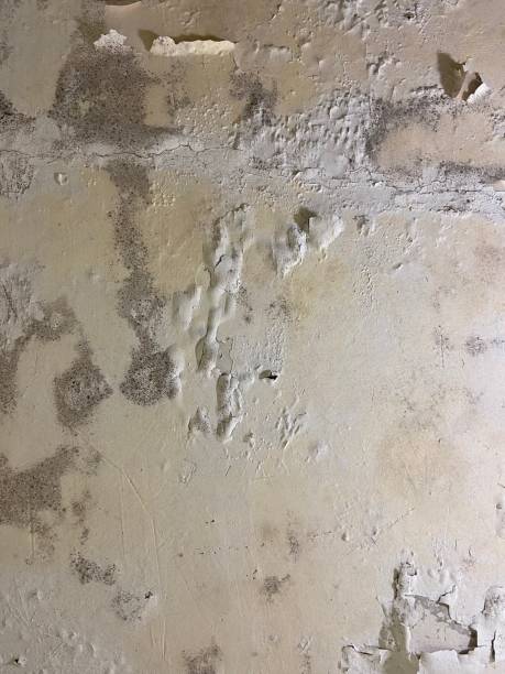 Attic Mold Removal in Douglas, WY