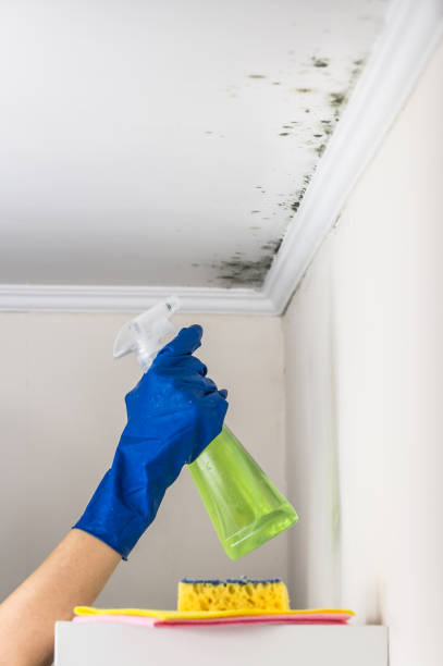 Best Mold Remediation  in Douglas, WY