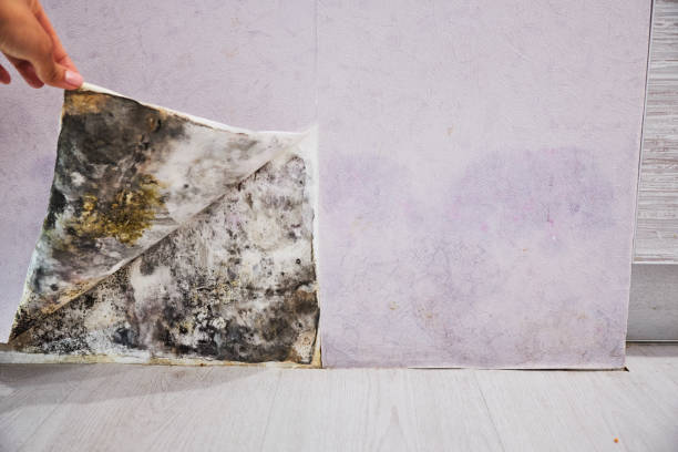 Best Mold Inspection  in Douglas, WY